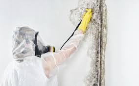 Best Mold Odor Removal Services  in Lwa, CA